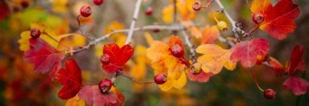 Berries